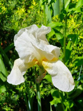 İris Germanica. Bahçedeki çiçek sakallı İris Kutup Yıldızı 'na yakın çekim. Etkileyici çiçekleri ve bahçe süsü olan bir bitki..