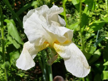 İris Germanica. Bahçede sakallı bir iris kutup yıldızının yakın çekimi. Etkileyici çiçekleri ve bahçe süsü olan bir bitki..