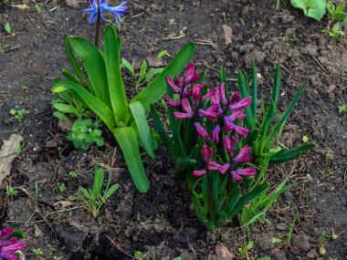 Doğulu Hyacinth Hyacinthus Orientalis 'in canlı pembe ve leylak çiçekleri yeşil yapraklara karşı dururlar. Yeşillik yeşil yapraklar, ilkbaharın çiçek açtığını gösteriyor. Yakın plan..