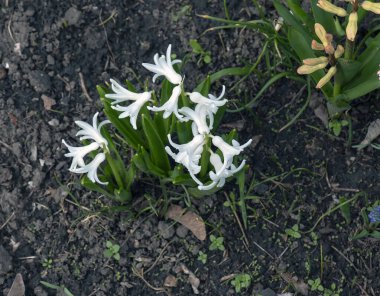 Doğulu Hyacinth Hyacinthus orientalis 'in canlı beyaz çiçekleri yeşil yapraklara karşı duruyor. Yeşiller yemyeşil. Bahar çiçekleri. Yakın plan..