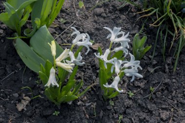 Doğulu Hyacinth Hyacinthus orientalis 'in canlı beyaz çiçekleri yeşil yapraklara karşı duruyor. Yeşillik yeşil yapraklar, ilkbaharın çiçek açtığını gösteriyor. Yakın plan..