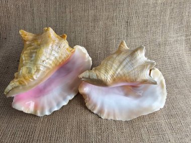 İki Strombus gigas kabuğundan oluşan yakın çekim bir çuval bezine karşı. Deniz salyangozu kabuğunun güzel dokusuna yakın çekim. Karayiplerden gelen kral bir deniz salyangozu..