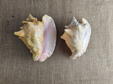 İki Strombus gigas kabuğundan oluşan yakın çekim bir çuval bezine karşı. Deniz salyangozu kabuğunun güzel dokusuna yakın çekim. Karayiplerden gelen kral bir deniz salyangozu..