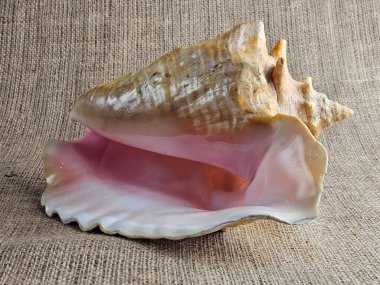 Strombus gigas deniz salyangozu kabuğunu çuval bezine yakın plan. Deniz salyangozu kabuğunun güzel dokusuna yakın çekim. Karayiplerden gelen kral bir deniz salyangozu..