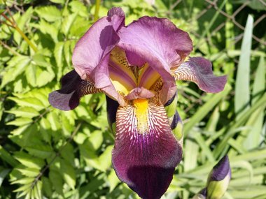Sakallı irisin güzelliği. İris Germanica Natchez Trace.