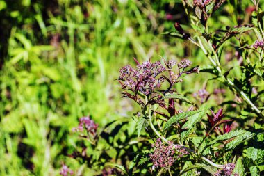 Spiraea japonica yazın başında tomurcuklanır. Parlak güneş ışığı.