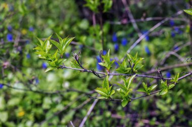 Bahar başlarında Weigela Florida ya da Weigela japonica 'nın yeşil yapraklı dalları. Seçici odak.