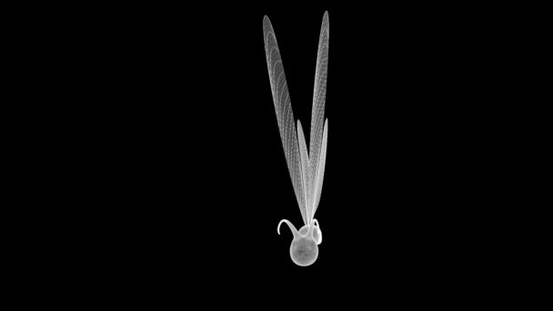 Papillon Wireframe Animation 