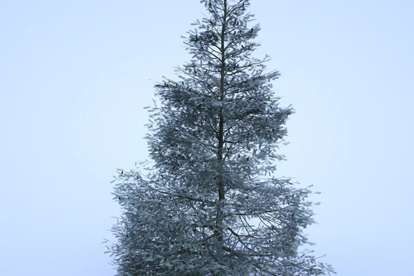 Sapin d'Asie sur fond blanc — Photo