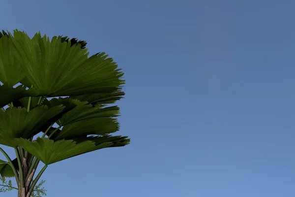 Plant Palm Licuala grandis Strahlenpalme in Motion. Niza 3D Rendering —  Fotos de Stock