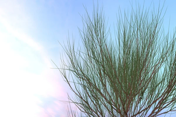 Planta Cytismus Scoparius Besenginster no fundo. Boa renderização 3D — Fotografia de Stock