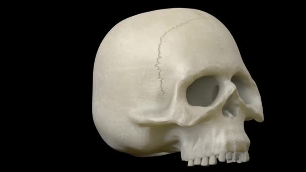 Cráneo realista de Halloween — Vídeos de Stock