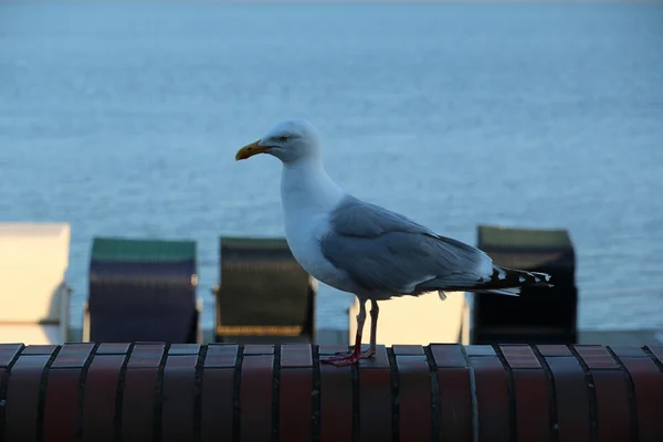 Seagull on Stones — Stock Photo, Image