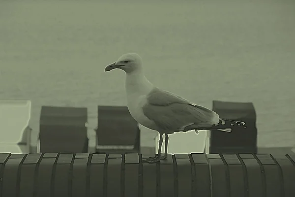 Illustration de Mouette affamée — Photo