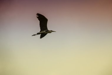 volo Airone 