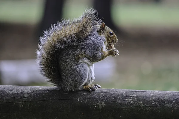 profilo di scoiattolo sopra un ramo