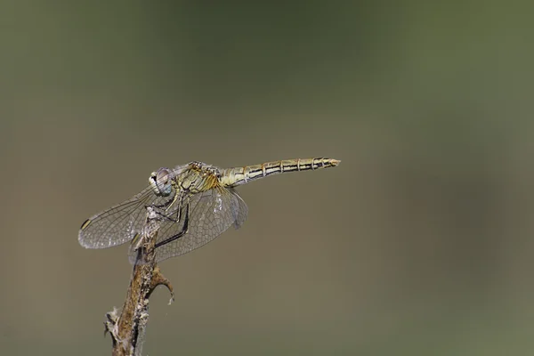 Ailes de libellule profil de couleur — Photo