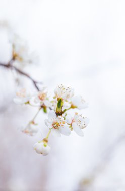 Kiraz eriği çiçeği