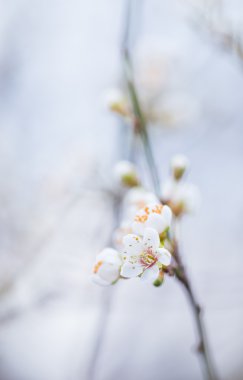 Kiraz eriği çiçeği