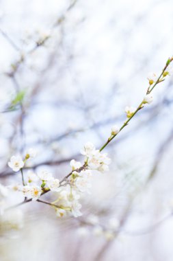 Kiraz eriği çiçeği