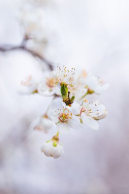 Kiraz eriği çiçeği