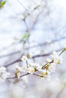 Kiraz eriği çiçeği