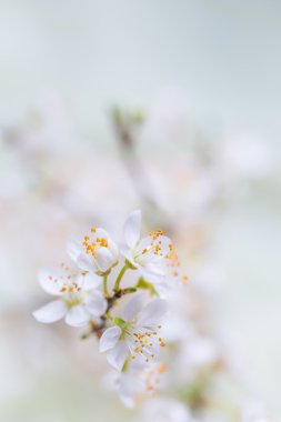 Kiraz eriği çiçeği