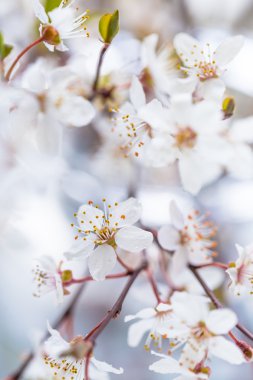 Kiraz eriği çiçeği