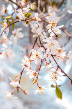 Kiraz eriği çiçeği