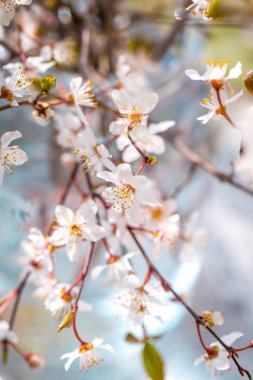 Kiraz eriği çiçeği