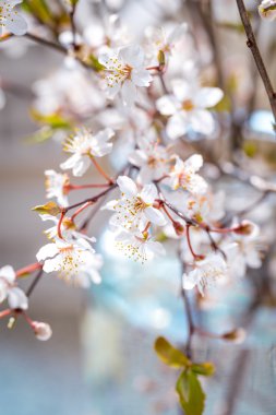 Kiraz eriği çiçeği