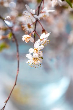 Kiraz eriği çiçeği