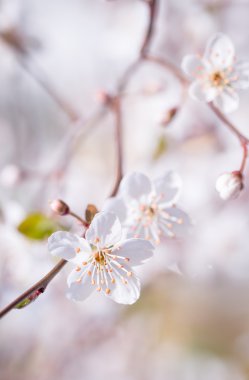 Kiraz eriği çiçeği