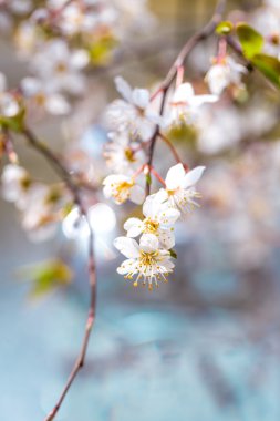 Kiraz eriği çiçeği