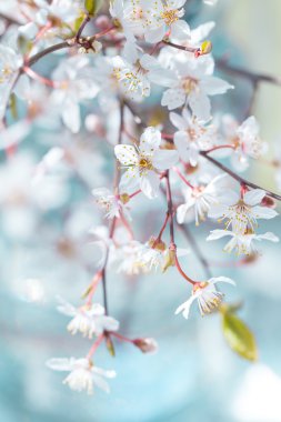 Kiraz eriği çiçeği