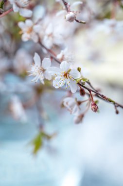 Kiraz eriği çiçeği