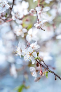 Kiraz eriği çiçeği