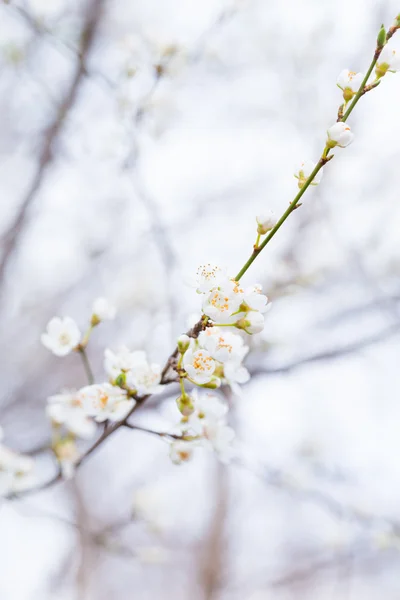 Cherry plum blossoms