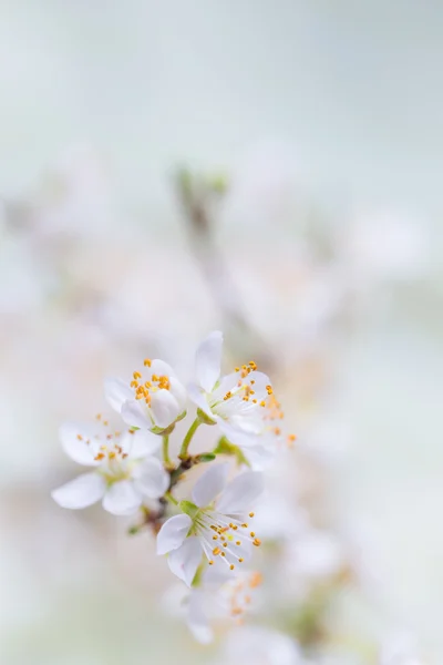 Cherry plum blossoms — Stock Photo, Image