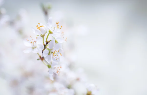 Cherry plum blossoms