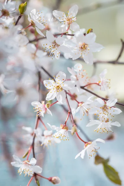 Cherry plum blossoms