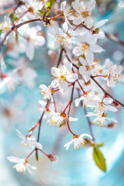 Cherry plum blossoms