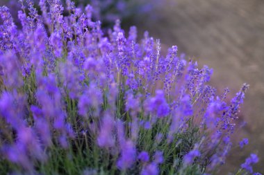 Bulanık bokeh 'te lavanta yakın plan. Lavanta mavisi çiçekleri kapat
