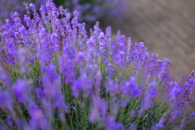 Bulanık bokeh 'te lavanta yakın plan. Lavanta mavisi çiçekleri kapat