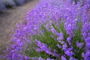 Bulanık bokeh 'te lavanta yakın plan. Lavanta mavisi çiçekleri kapat