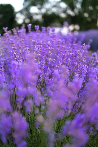 Lavender Close Blur Bokeh Close Lavender Blue Flowers — Stock Photo, Image