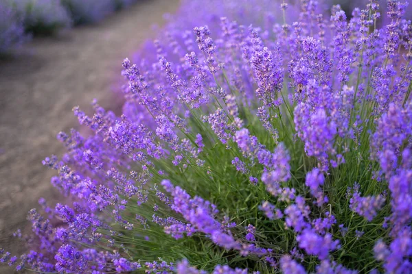 Lavendel Nahaufnahme Unscharfem Bokeh Nahaufnahme Von Lavendelblüten — Stockfoto