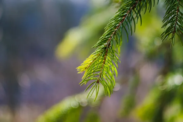 Beautiful fir tree twigs — Stock Photo, Image