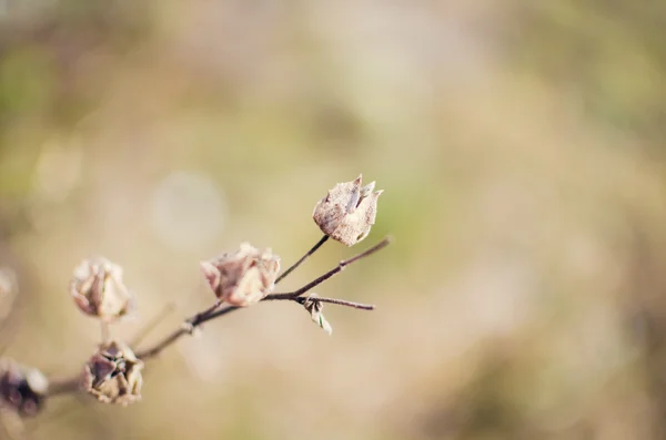 Dry flower background — Stock Photo, Image