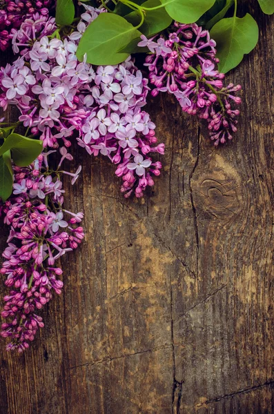 Lilac vertical background — Stock Photo, Image